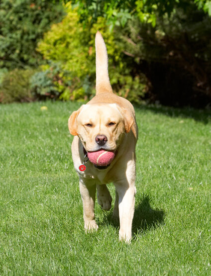 Ball, Barney, Dog, Dogs, Golden, Play, Playing, Playtime, Retriever, Retrievers