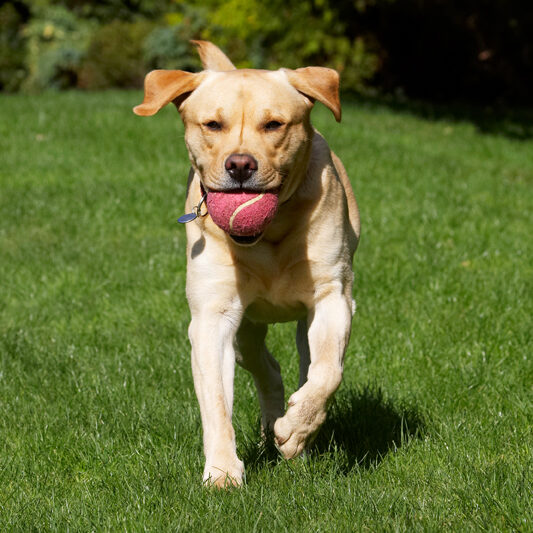 Ball, Barney, Dog, Dogs, Golden, Play, Playing, Playtime, Retriever, Retrievers, Run, Running