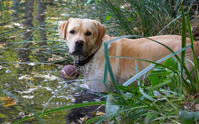 Ball, Barney, Dog, Dogs, Golden, Play, Playing, Playtime, Retriever, Retrievers, Wade, Wading, Water