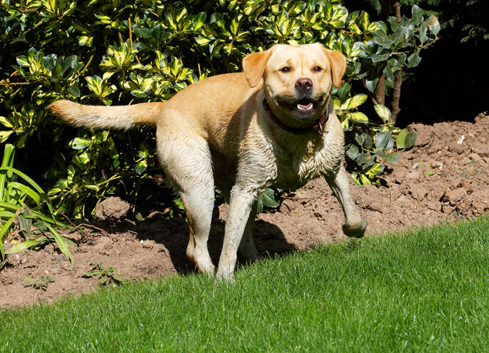 Barney, Dog, Dogs, Golden, Play, Playing, Playtime, Retriever, Retrievers, Run, Running