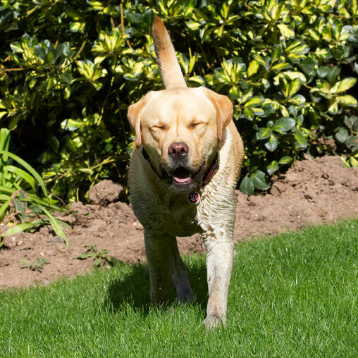 Barney, Dog, Dogs, Golden, Play, Playing, Playtime, Retriever, Retrievers