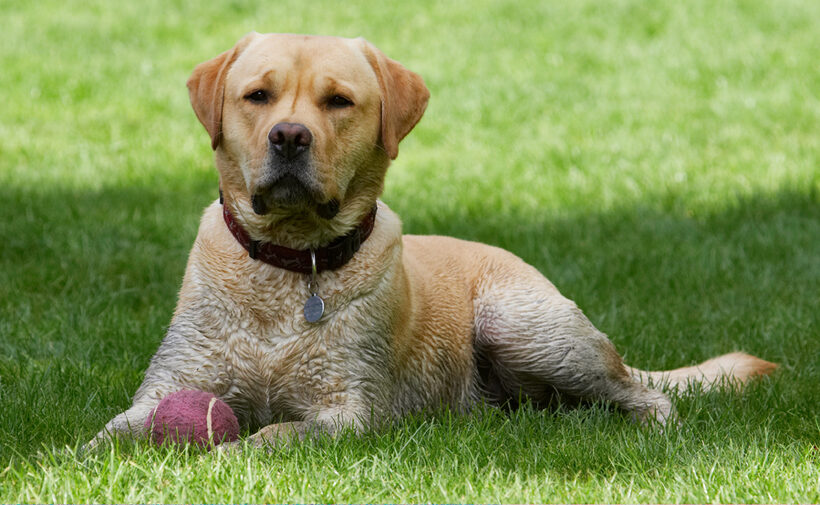Ball, Barney, Dog, Dogs, Down, Golden, Lying, Play, Playing, Playtime, Rest, Resting, Retriever, Retrievers
