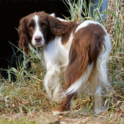 Dog, Dogs, Lola, Play, Playing, Playtime, Spaniel, Spaniels, Springer