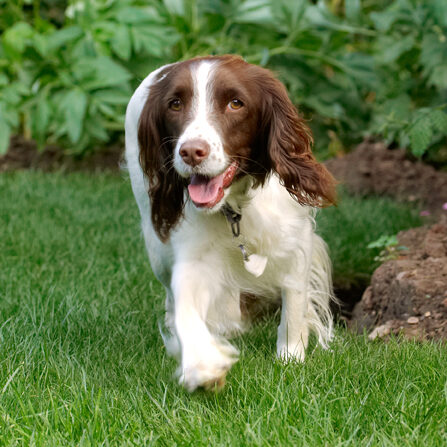 Dog, Dogs, Lola, Play, Playing, Playtime, Smile, Smiling, Spaniel, Spaniels, Springer, Tongue