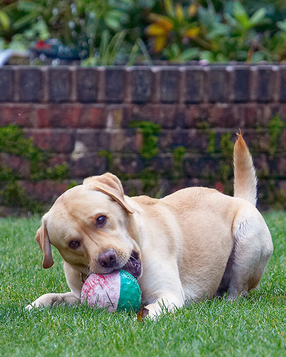 Barney, Dog, Dogs, Golden Retriever, Tongue