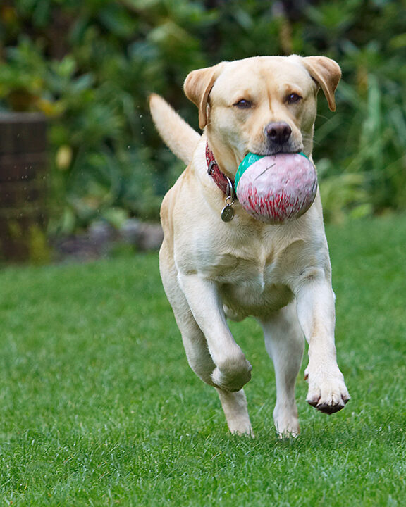 Barney, Dog, Dogs, Golden Retriever, Tongue