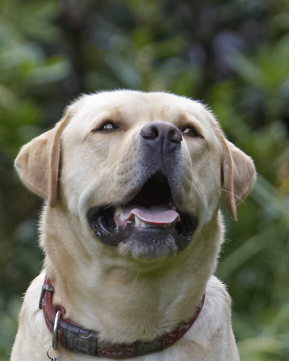 Ball, Barney, Dog, Dogs, Golden Retriever, Tongue