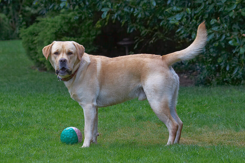 Ball, Barney, Dog, Dogs, Golden Retriever
