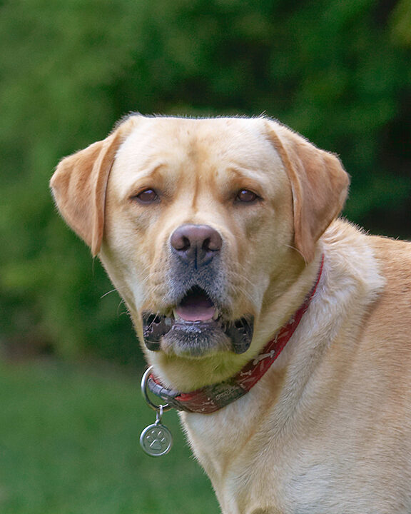 Ball, Barney, Dog, Dogs, Golden Retriever