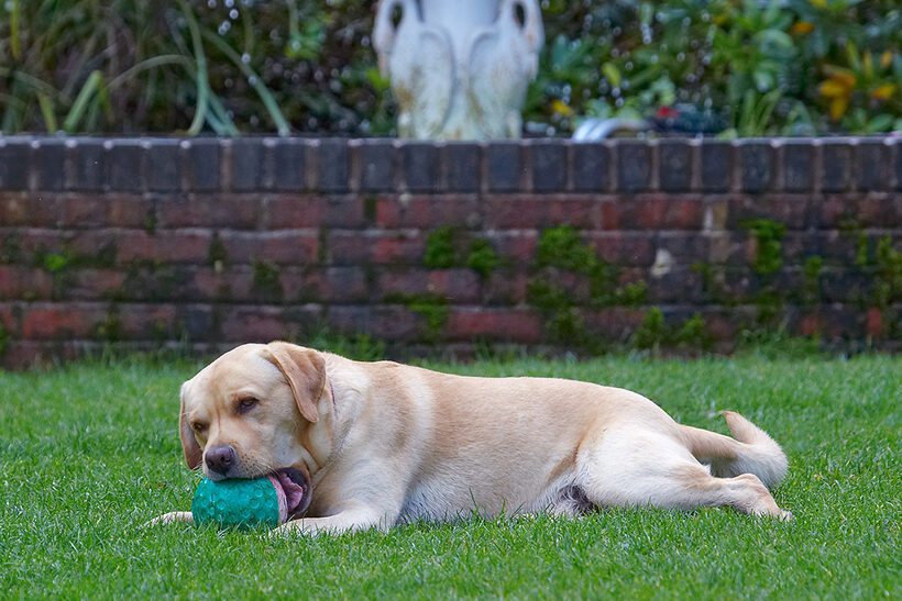 Ball, Barney, Dog, Dogs, Golden Retriever