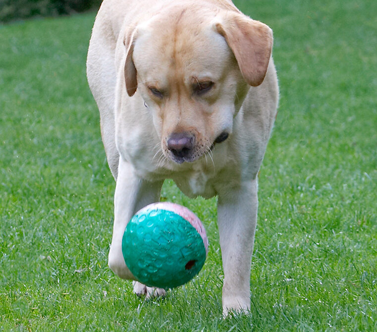Ball, Barney, Dog, Dogs, Golden Retriever
