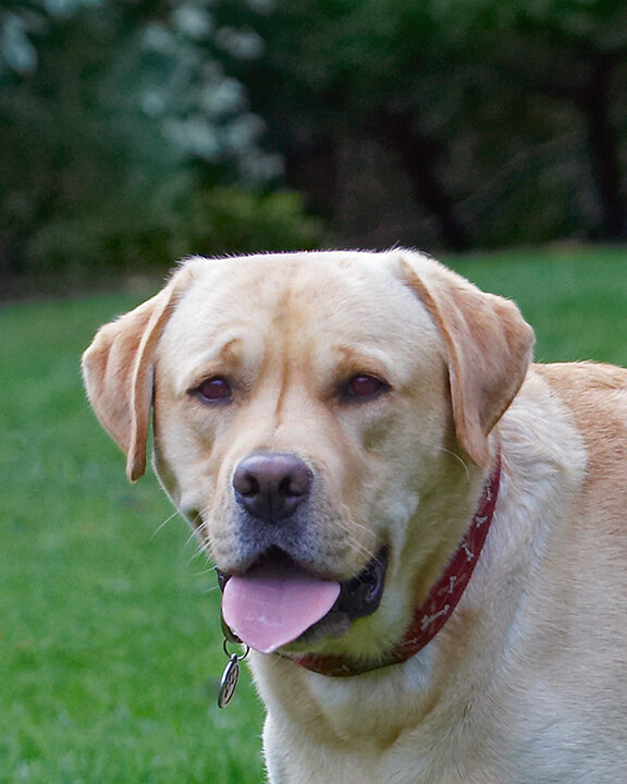 Ball, Barney, Dog, Dogs, Golden Retriever, Tongue