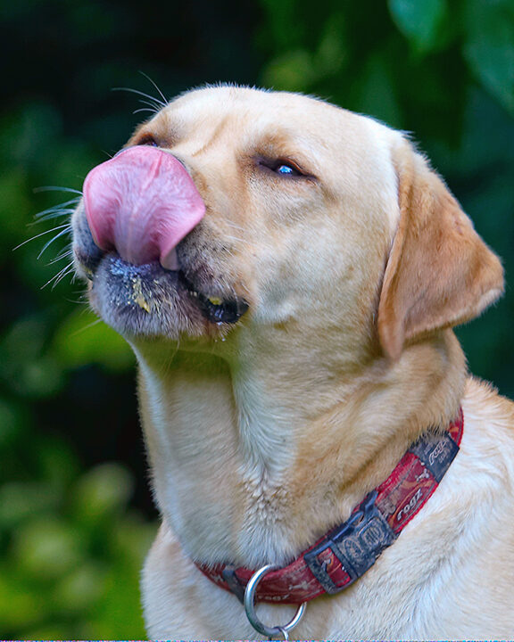 Ball, Barney, Dog, Dogs, Golden Retriever, Tongue