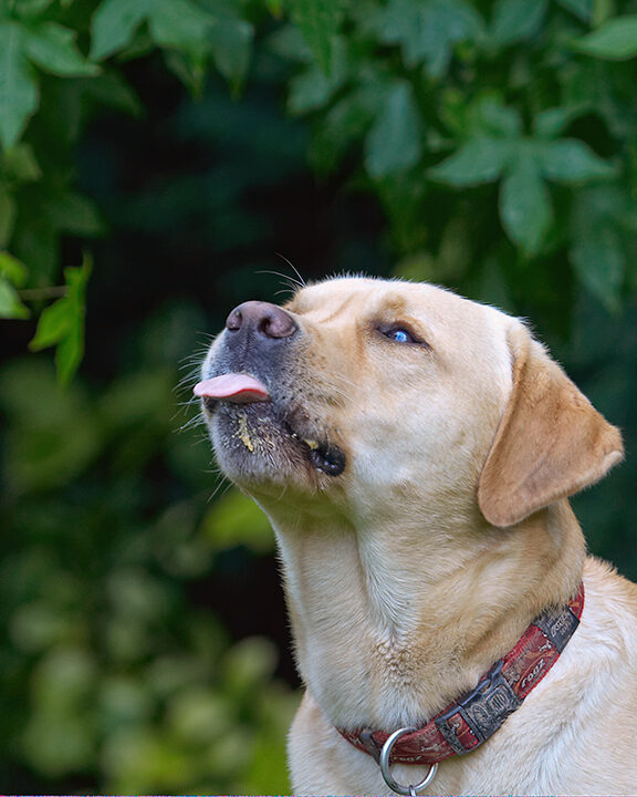 Ball, Barney, Dog, Dogs, Golden Retriever, Tongue