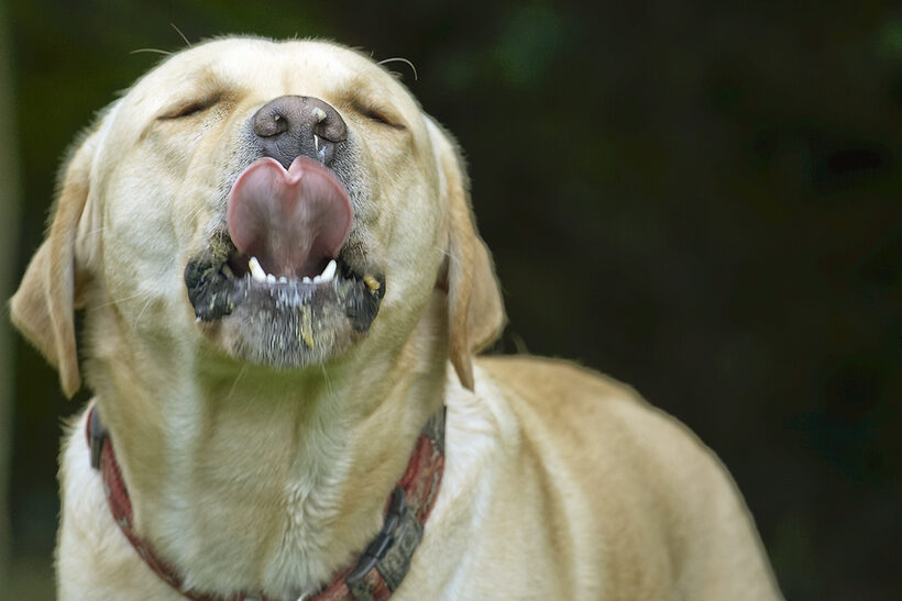 Ball, Barney, Dog, Dogs, Golden Retriever, Tongue