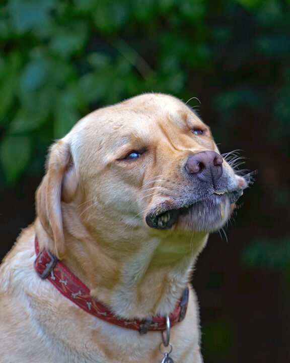 Ball, Barney, Dog, Dogs, Golden Retriever