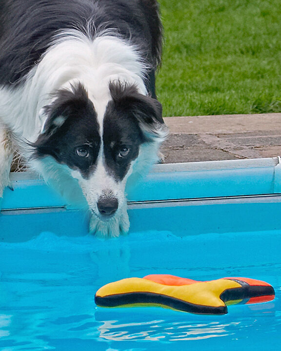 Border Collie, Collies, Dog, Dogs, Pool, Swimming, Tess