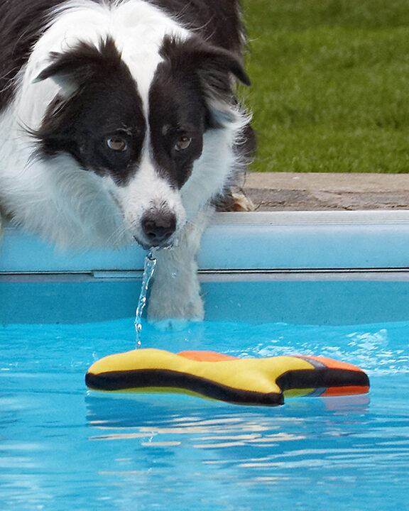 Border Collie, Collies, Dog, Dogs, Pool, Swimming, Tess
