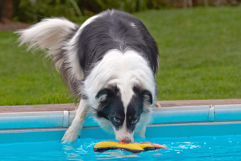 Border Collie, Collies, Dog, Dogs, Pool, Swimming, Tess