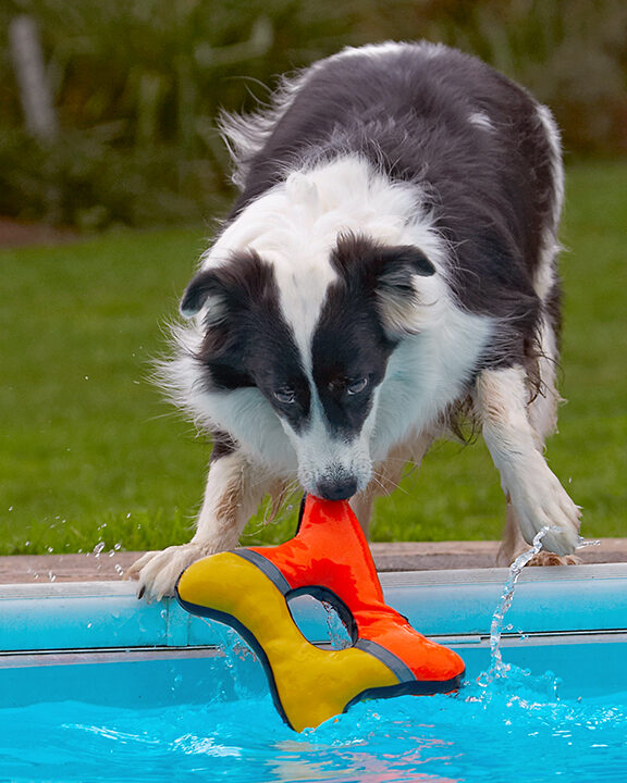 Border Collie, Collies, Dog, Dogs, Pool, Swimming, Tess