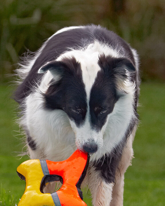 Border Collie, Collies, Dog, Dogs, Pool, Swimming, Tess
