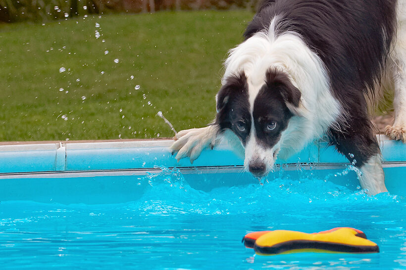 Border Collie, Collies, Dog, Dogs, Pool, Swimming, Tess