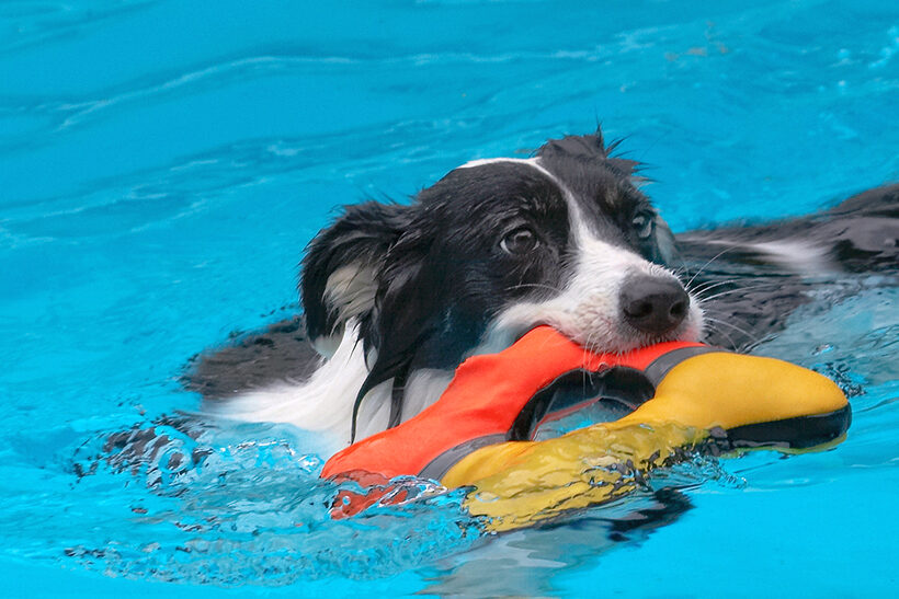 Border Collie, Collies, Dog, Dogs, Pool, Swimming, Tess