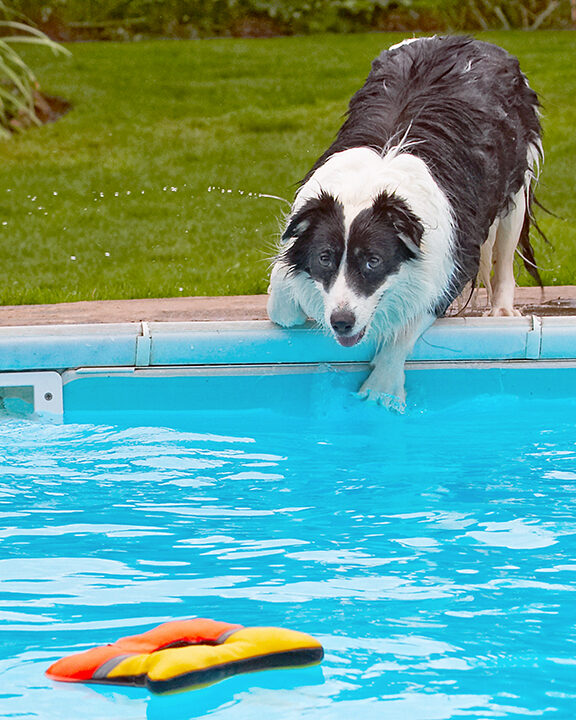 Border Collie, Collies, Dog, Dogs, Pool, Swimming, Tess