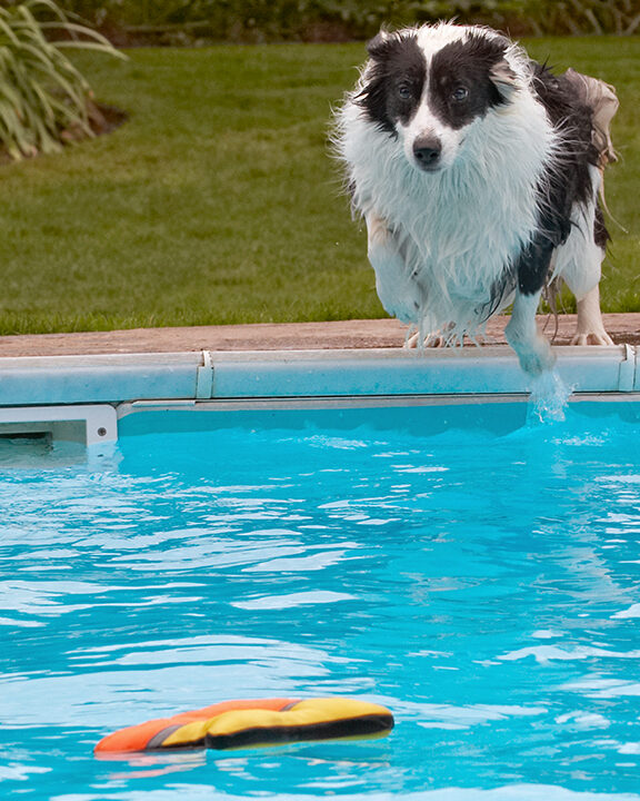 Border Collie, Collies, Dog, Dogs, Pool, Swimming, Tess