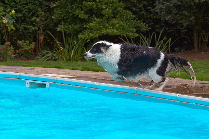 Border Collie, Collies, Dog, Dogs, Pool, Swimming, Tess