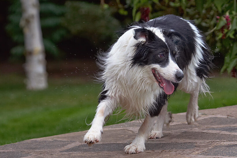 Border Collie, Collies, Dog, Dogs, Pool, Swimming, Tess, Tongue
