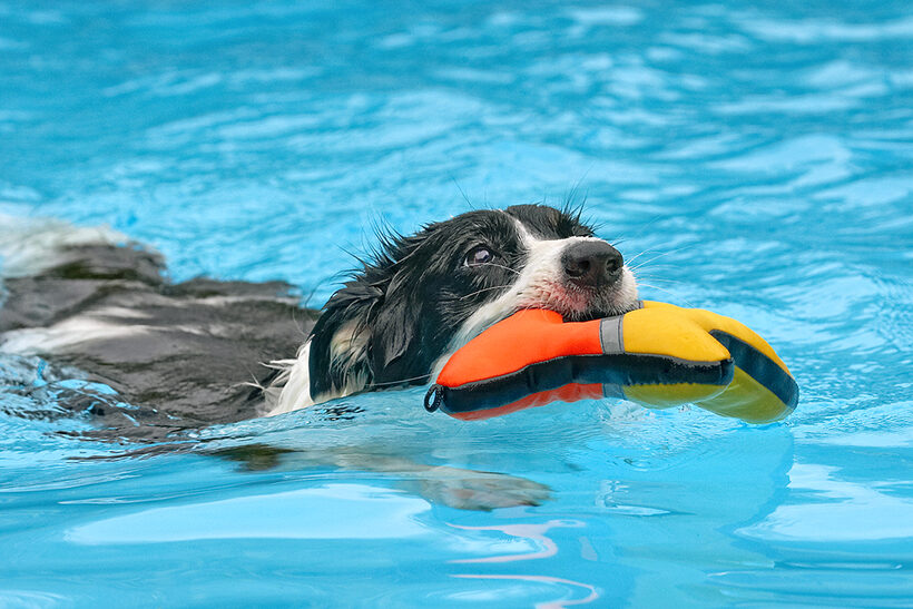 Border Collie, Collies, Dog, Dogs, Pool, Swimming, Tess