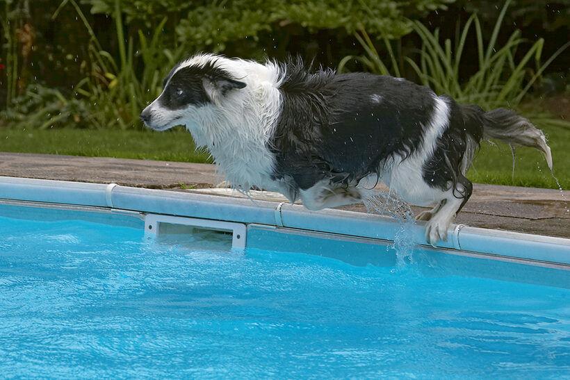 Border Collie, Collies, Dog, Dogs, Pool, Swimming, Tess