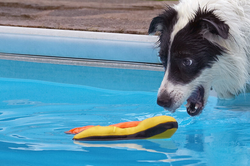 Border Collie, Collies, Dog, Dogs, Pool, Swimming, Tess