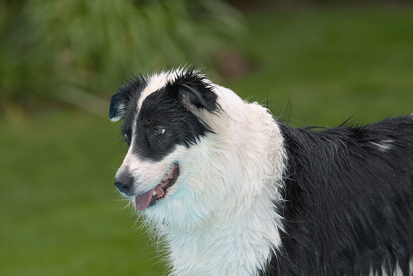 Border Collie, Collies, Dog, Dogs, Pool, Swimming, Tess, Tongue