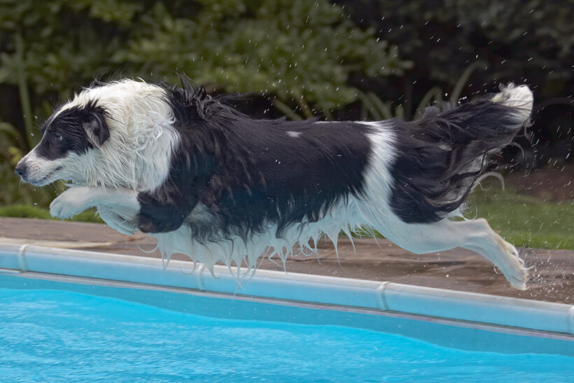 Border Collie, Collies, Dog, Dogs, Pool, Swimming, Tess