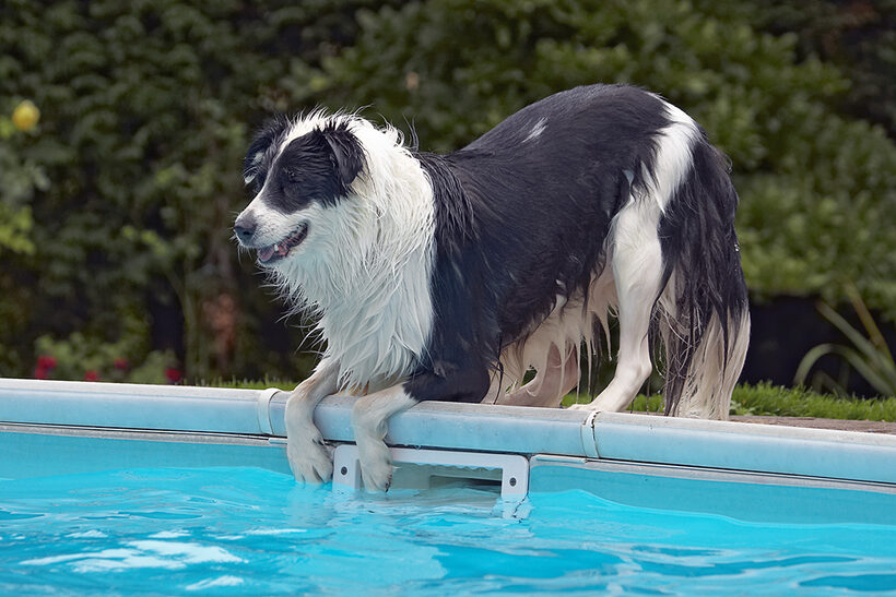 Border Collie, Collies, Dog, Dogs, Pool, Swimming, Tess