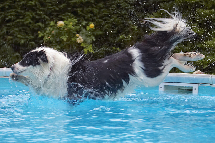 Border Collie, Collies, Dog, Dogs, Pool, Swimming, Tess