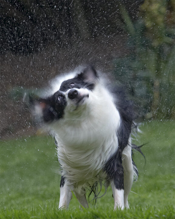 Border Collie, Collies, Dog, Dogs, Pool, Swimming, Tess