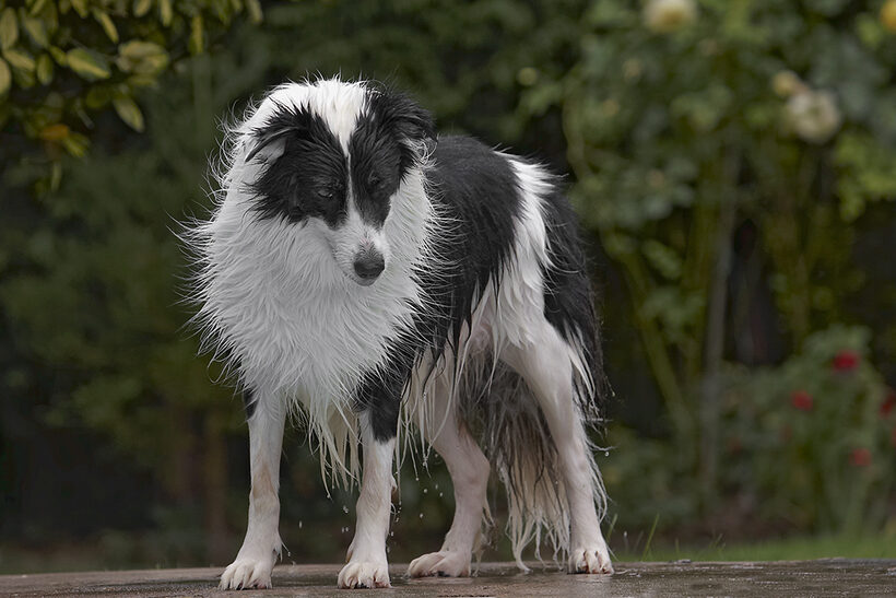 Border Collie, Collies, Dog, Dogs, Pool, Swimming, Tess