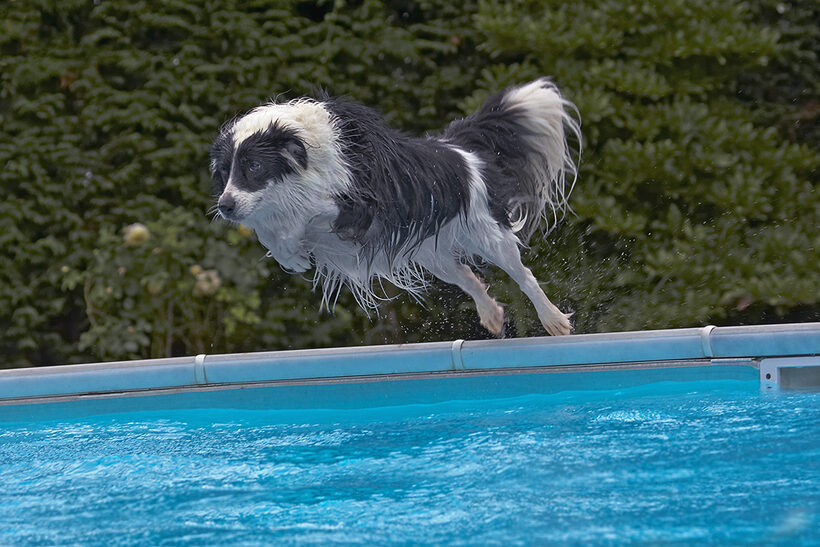 Border Collie, Collies, Dog, Dogs, Pool, Swimming, Tess