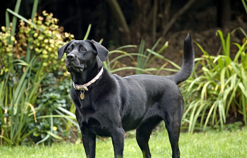 Dog, Dogs, Heidi, Labrador