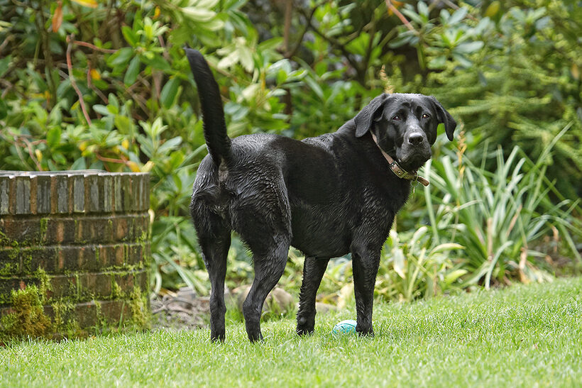 Dog, Dogs, Heidi, Labrador