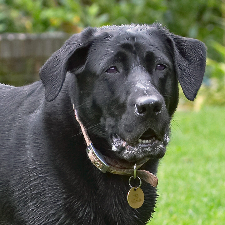 Dog, Dogs, Heidi, Labrador
