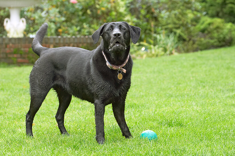 Ball, Dog, Dogs, Heidi, Labrador