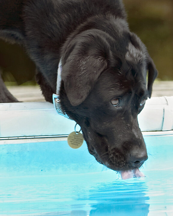 Dog, Dogs, Heidi, Labrador, Pool, Swimming, Tongue