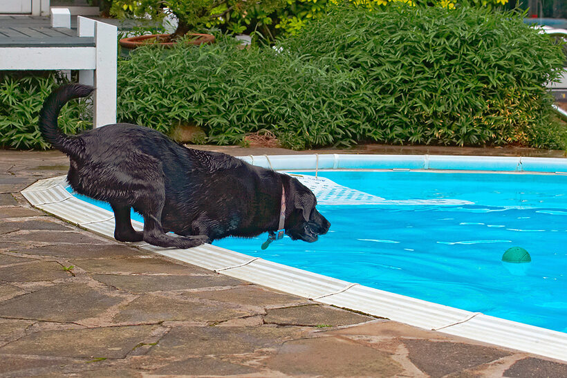 Dog, Dogs, Heidi, Labrador, Pool, Swimming
