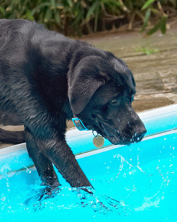 Dog, Dogs, Heidi, Labrador, Pool, Swimming