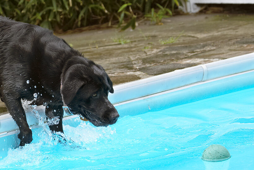 Dog, Dogs, Heidi, Labrador, Pool, Swimming