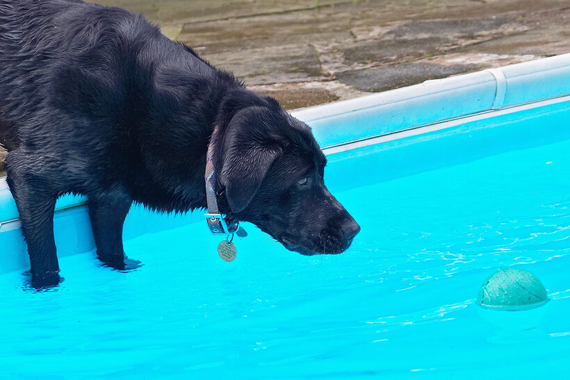 Dog, Dogs, Heidi, Labrador, Pool, Swimming